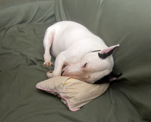 Kiko Asleep
We left the house at 4:00 AM on our way to Glossop to help film a BBC3 programme (turned out to be a waste of time).  Kiko was fast asleep when we left in the early morning.
Ключевые слова: Kiko English Bull Terrier sleeping dogs