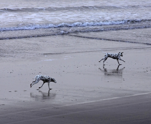 The perfect place to exercise Dalmatians
2007
Palabras clave: Dalmatian