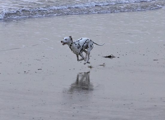 These seagulls are fun to chase
