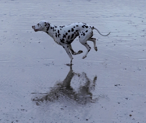 I'm coming Mom
Palabras clave: Dalmatian