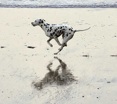 As graceful as a race horse
