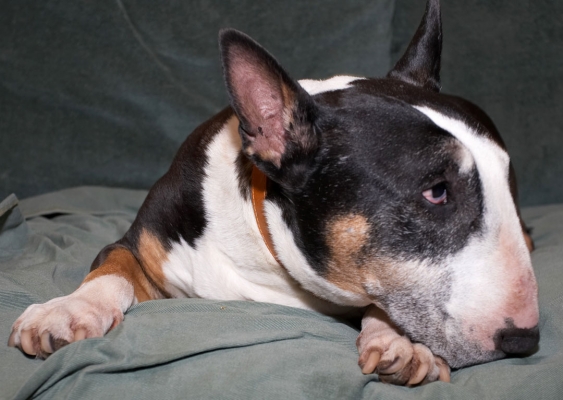 OK, I'm thinking I might get up
Keywords: Dog Dogs English Bull Terrier Tapa Terriers