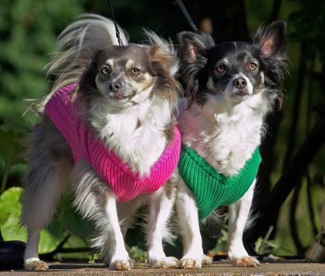 When do we star then?
Palabras clave: Matt Rose Longhaired Chihuahua TV