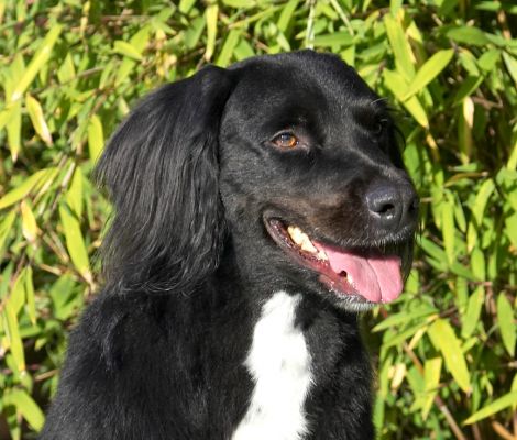 Jus' checking out wot's going on
Anahtar kelimeler: Dobie Springer Spaniel