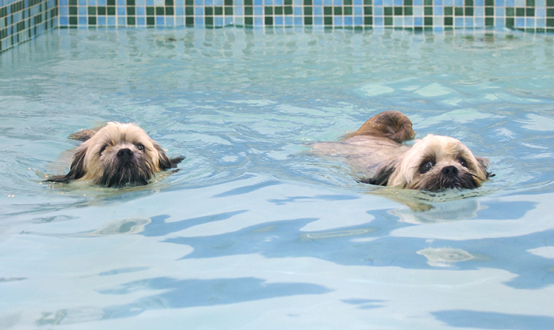 I'm winning
Λέξεις-κλειδιά: Dog Dogs Monty Pool Swimming Trigger