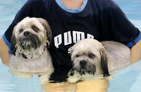 We just need to rest a bit longer
Schlüsselwörter: Dog Dogs Monty Pool Swimming Trigger