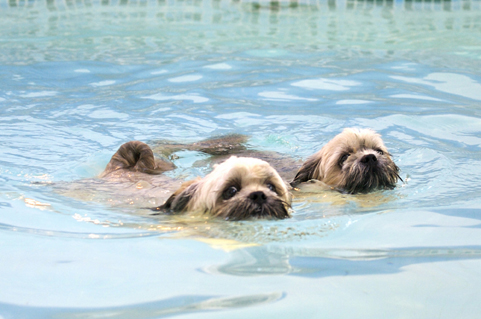 I'm feeling a bit wet
Mots-clés: Dog Dogs Monty Pool Swimming Trigger