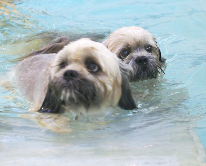 Can we get out now?
Schlüsselwörter: Dog Dogs Monty Pool Swimming Trigger