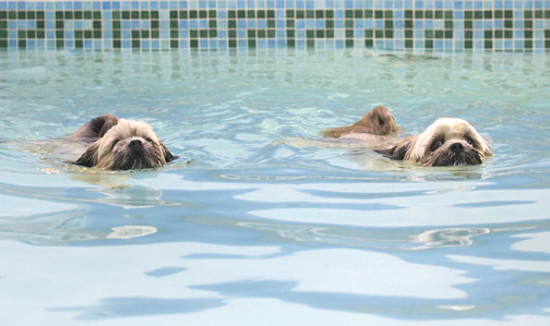 I'll lead the way
Anahtar kelimeler: Dog Dogs Monty Pool Swimming Trigger
