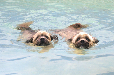 C'mon, keep up
الكلمات الإستدلالية(لتسهيل البحث): Dog Dogs Monty Pool Swimming Trigger