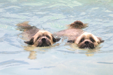 Oh, no, I'm gonna be overtaken
Schlüsselwörter: Dog Dogs Monty Pool Swimming Trigger