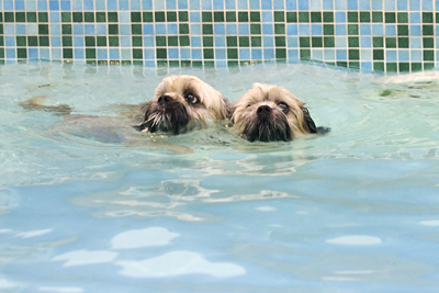 Stay close, there may be sharks in here
Palabras clave: Dog Dogs Monty Pool Swimming Trigger