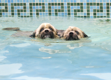 Have you got the hang of this yet?
Ključne besede: Dog Dogs Monty Pool Swimming Trigger