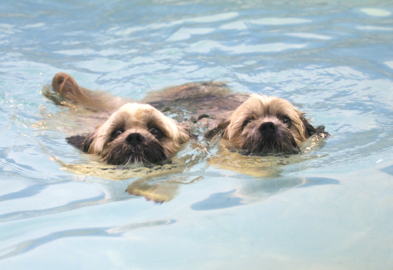 Hey, synchronised swimming
Ключевые слова: Dog Dogs Monty Pool Swimming Trigger