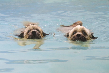 How long IS this pool?
Keywords: Dog Dogs Monty Pool Swimming Trigger