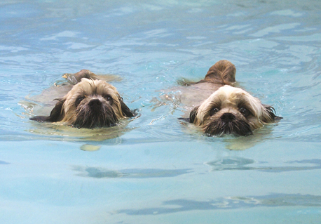 Boy, this is tiring
Keywords: Dog Dogs Monty Pool Swimming Trigger