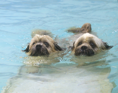 Oh goodie, ground beneath our paws
Palabras clave: Dog Dogs Monty Pool Swimming Trigger