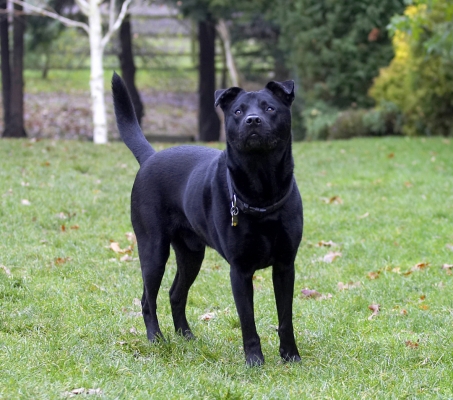 OK, so wot's happenin'?
Trefwoorden: Charlie Chow Dog Dogs Labrador