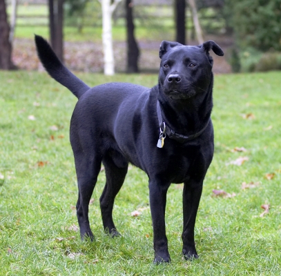 I'm still waiting for some action
Schlüsselwörter: Charlie Chow Dog Dogs Labrador