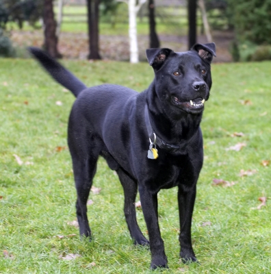 I'm ready
Ključne besede: Charlie Chow Dog Dogs Labrador