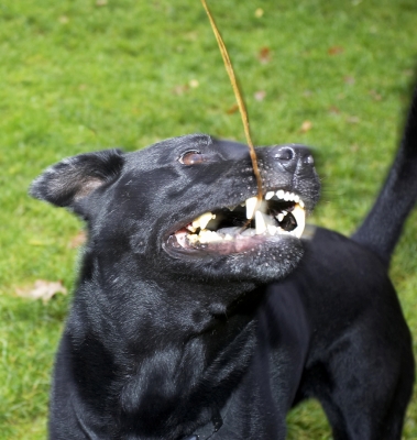 Go on, puuuuull
Schlüsselwörter: Charlie Chow Dog Dogs Labrador Playing Tug-o-war