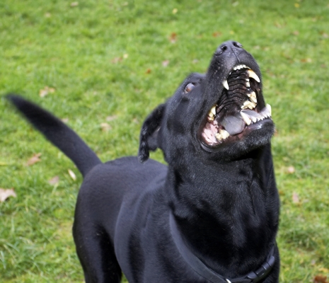 Where's it gone?
Ключові слова: Charlie Chow Dog Dogs Labrador Playing Tug-o-war
