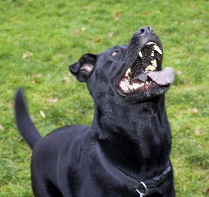C'mon, let's have another go
Trefwoorden: Charlie Chow Dog Dogs Labrador Tongue