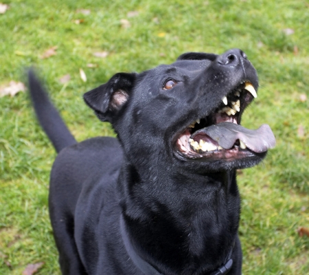 C'mon, I'm ready for more
Słowa kluczowe: Charlie Chow Dog Dogs Labrador Tongue