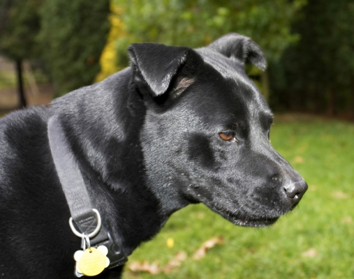 It's tough deciding what to do next
Trefwoorden: Charlie Chow Dog Dogs Labrador