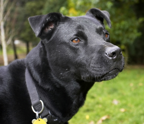 Wait a minute, there might be some action coming
Λέξεις-κλειδιά: Charlie Chow Dog Dogs Labrador
