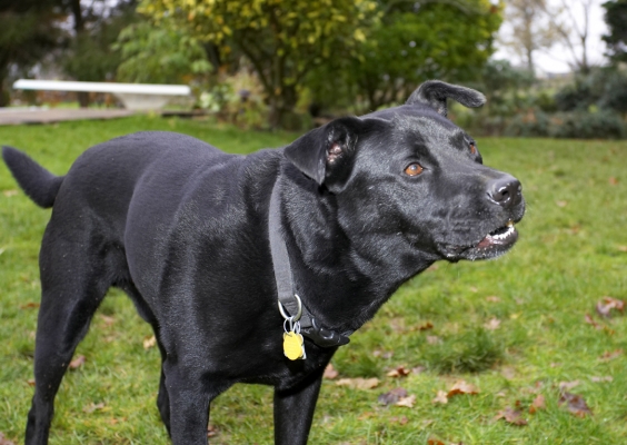 You what.............
Keywords: Charlie Chow Dog Dogs Labrador