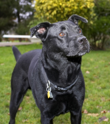 I'm paying attention
Palabras clave: Charlie Chow Dog Dogs Labrador