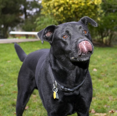 Yummmmmmmmmm
Keywords: Charlie Chow Dog Dogs Labrador Tongue