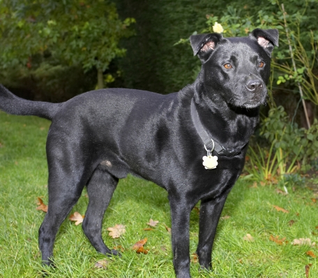 So, we gonna do something
Schlüsselwörter: Charlie Chow Dog Dogs Labrador