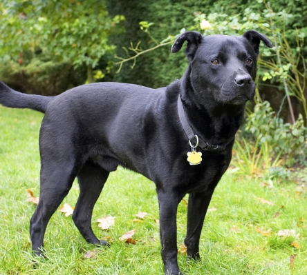 You guys are really slow
Keywords: Charlie Chow Dog Dogs Labrador