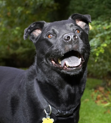 That's a surprise!!
Keywords: Charlie Chow Dog Dogs Labrador Tongue