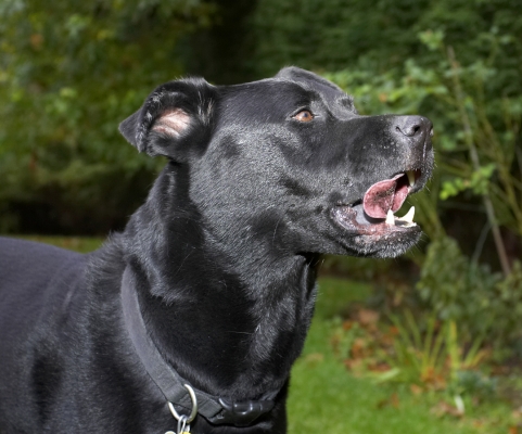 Mmmmmmmmm
Palabras clave: Charlie Chow Dog Dogs Labrador Tongue