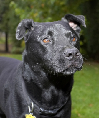 Yep, I'm waiting
Λέξεις-κλειδιά: Charlie Chow Dog Dogs Labrador