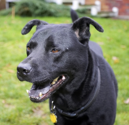 Oh yeah, I can smile occasionally
Keywords: Charlie Chow Dog Dogs Labrador Smile