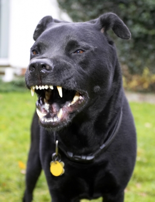 Are you scared yet????
Ключові слова: Charlie Chow Dog Dogs Labrador