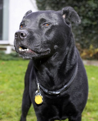Ooooh
Anahtar kelimeler: Charlie Chow Dog Dogs Labrador