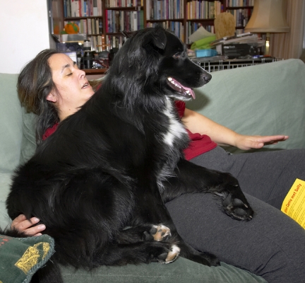 My favourite place
Julie Wong and Barney watching television
Anahtar kelimeler: Barney Border Collie Collies Dog Dogs Julie Wong