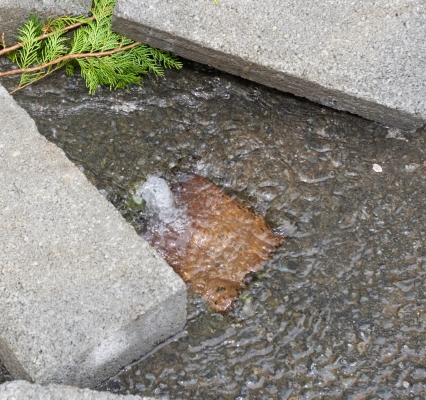 Water Leaking Up From the Broken Valve
The concrete blocks were a failed effort, by Pavel, to hold down the metal "door" to the meter/valve.
Słowa kluczowe: Environment Leak Severn Trent Track Water meter Water Usage Whitecroft