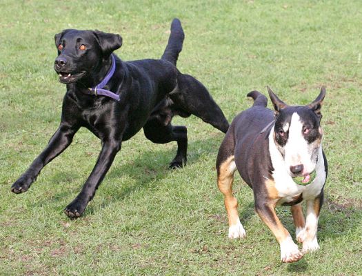 Tapa with Harvey
Tapa just loves playing with the men but he's not in their league and has to make do with running with them as they go after their balls!
Λέξεις-κλειδιά: Tapa English Bull Terrier Harvey Black Labrador balls