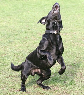 Buddy - eye on the ball
Schlüsselwörter: Buddy Black Labrador ball