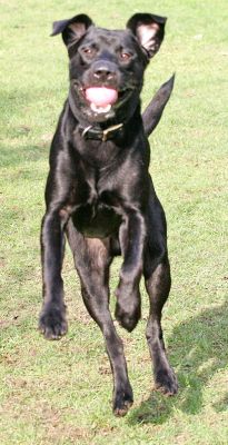 Buddy catching the ball mid-flight
Ključne besede: Ball Buddy Black Labrador flight