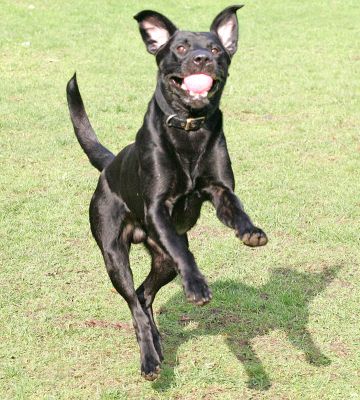 Look Dad from both angles!
Keywords: Buddy Black Labrador ball