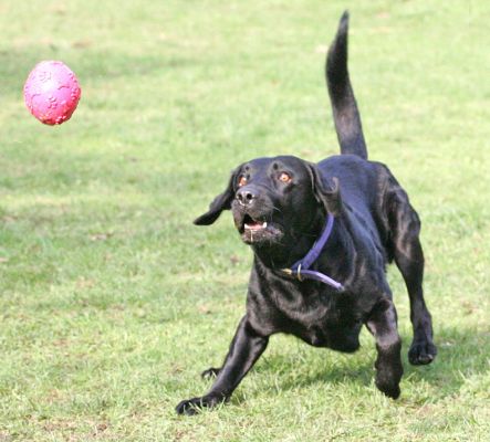 Harvey getting ready - here it comes
Anahtar kelimeler: Harvey ball Black Labrador