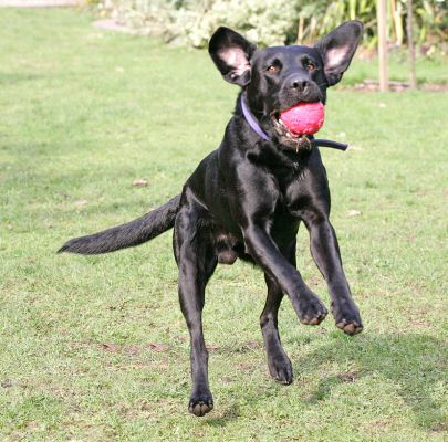 And I've got it!
Keywords: Harvey ball Black Labrador