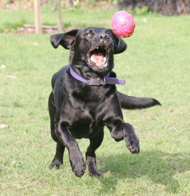 Now I've got the hang of this I can't stop
Keywords: Harvey Black Labrador ball